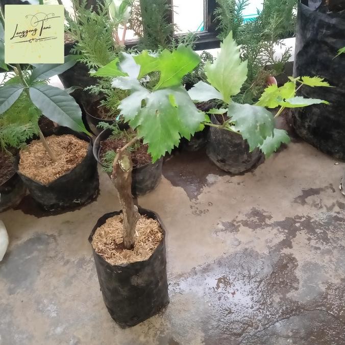 

tanaman buah anggur tum royal sedles MMU