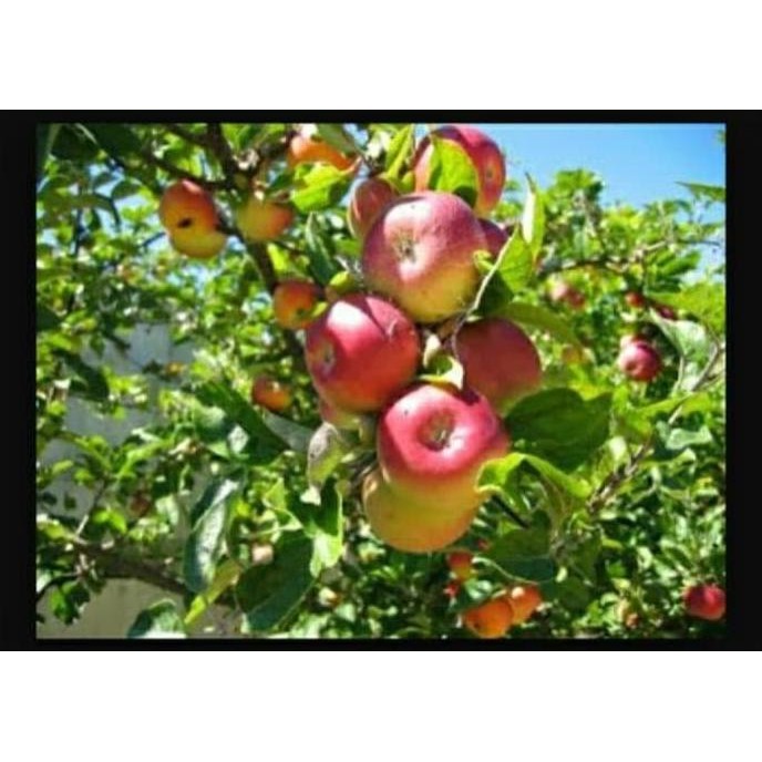 FRES Bibit Tanaman Buah Apel Ana Manalagi Malang Segar VALID