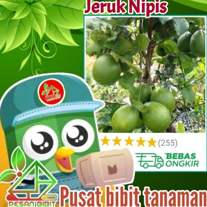 

bibit tanaman buah jeruk nipis kondisi berbuah BIBIT JERUK MMU