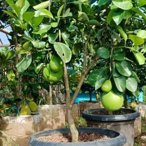 

bibit pohon jeruk bali/tanaman buah jeruk bali/pomelo besar MMU