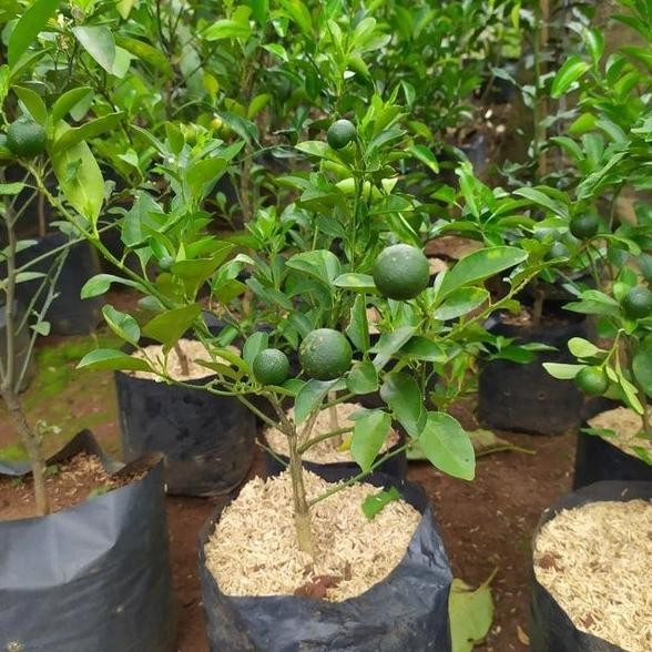

Bibit Tanaman Buah Jeruk Lim / Jeruk Sambal Khusus Pul JA MMU