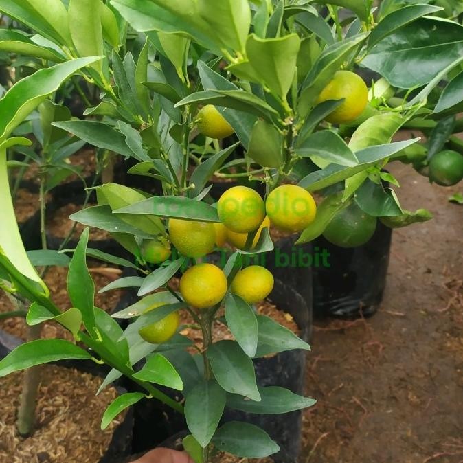 

Tanaman buah jeruk nagami sudah berbuah cantik MMU