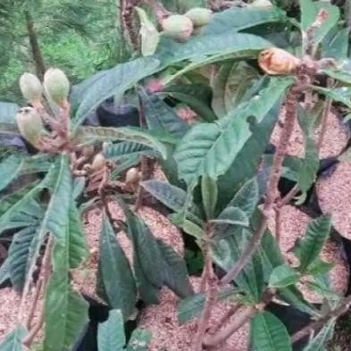 Tanaman Bibit Buah Leci Bi Sudah Berbuah Dan Berbunga MMU