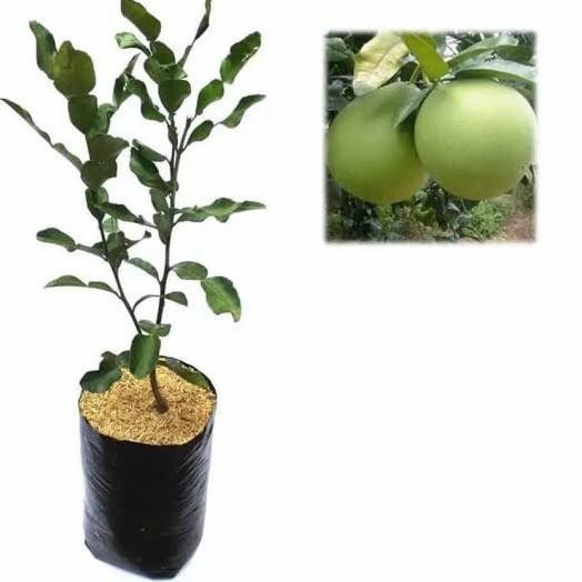 

Bibit Pohon Jeruk Bali/Tanaman Buah Jeruk Bali/ MMU