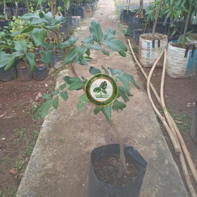 Bibit Pohon Kelengkeng Matalada / Tanaman Buah Lengkeng Matalada Super MMU