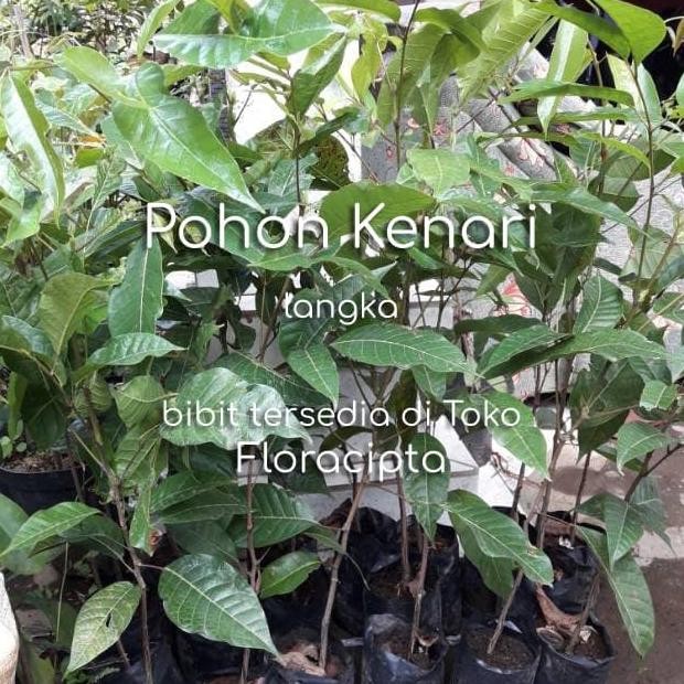 Pohon Kenari Bibit Tanaman Buah Kenari Bumbu Rempah Dapur Herbal MMU