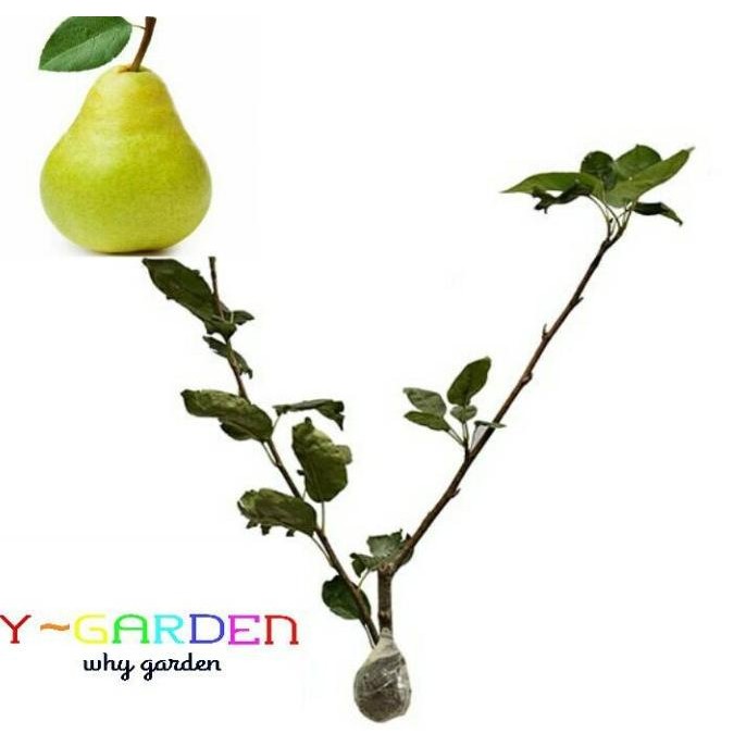 

Pear Hij / Bibit Tanaman Hidup Buah Pir MMU