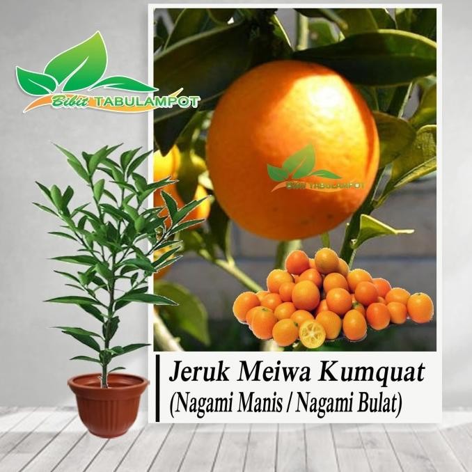 

Bibit Tanaman Buah Jeruk Tongheng / Mei Kumquat / Nagami MMU