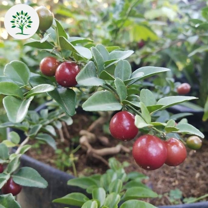 Bibit Tanaman Buah Jeruk Kingkit , Pohon Jeruk Kingkit MMU