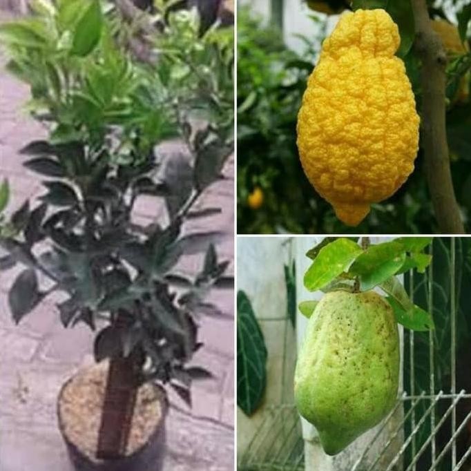 

Bibit Tanaman Buah Jeruk Pepaya/Jeaya MMU