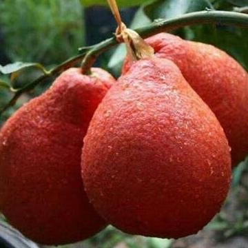 

Bibit Tanaman Buah Jeruk Super Red Pamelo MMU