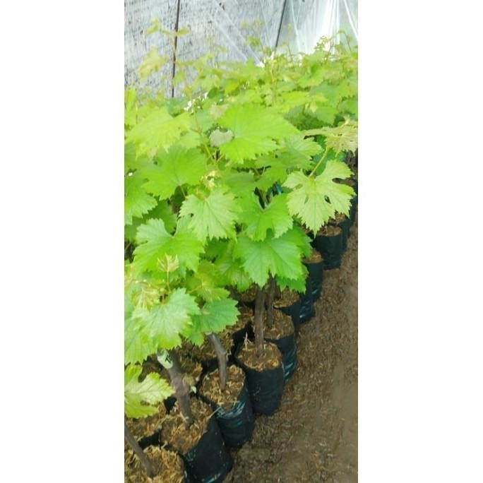 

bibit tanaman buah anggur carnival import grafting cepat MMU