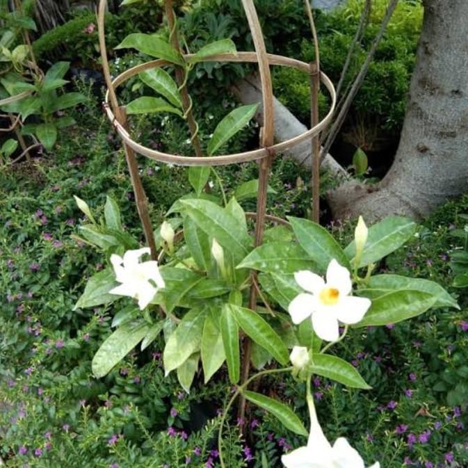 

Miliki Tanaman Hias Alamanda Bunga Random