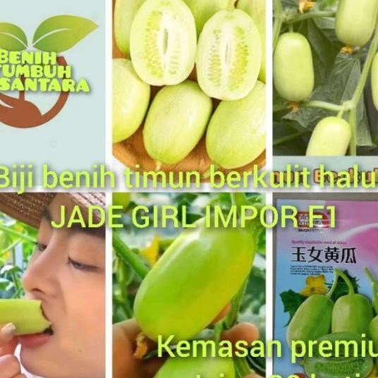Tukuyuu Benih Timun Jade Girl Kemasan 10 Pcs Timun Giok Manis
