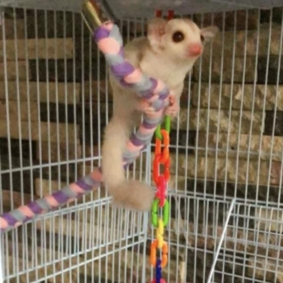 Terbaru Sugar Glider Creamino