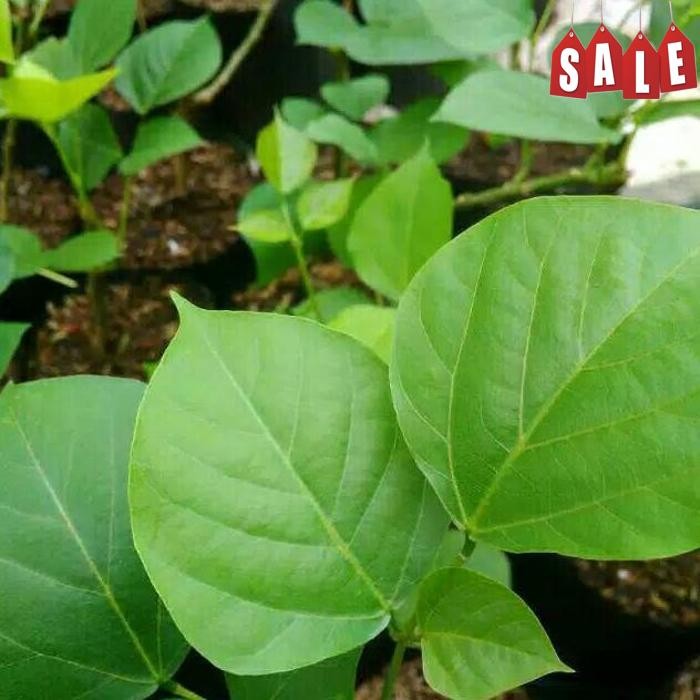 

Promo Restukuonline Daun Dadap Serep/Daun Tawa Daun Herbal Segar