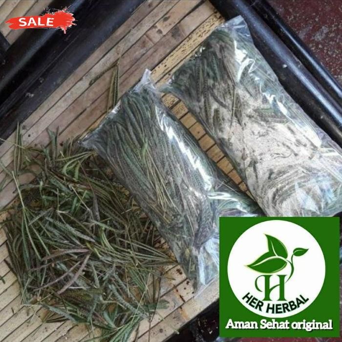 

Harga Terjangkau Daun Putri Malu Segar Daun Herbal Segar