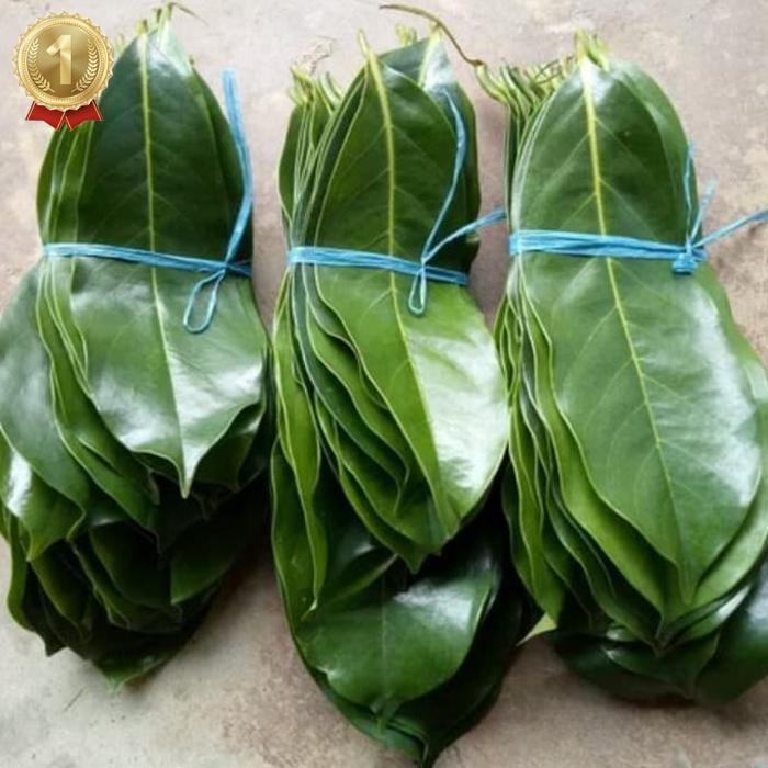 

Premium Daun Sirsak Segar 100 Gram Daun Herbal