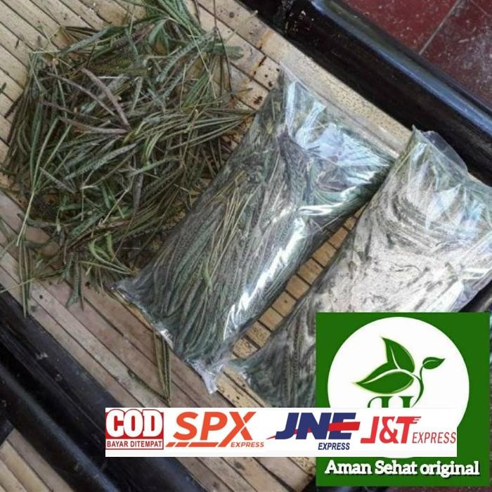 

Good Quality Daun Putri Malu Segar Daun Herbal Segar