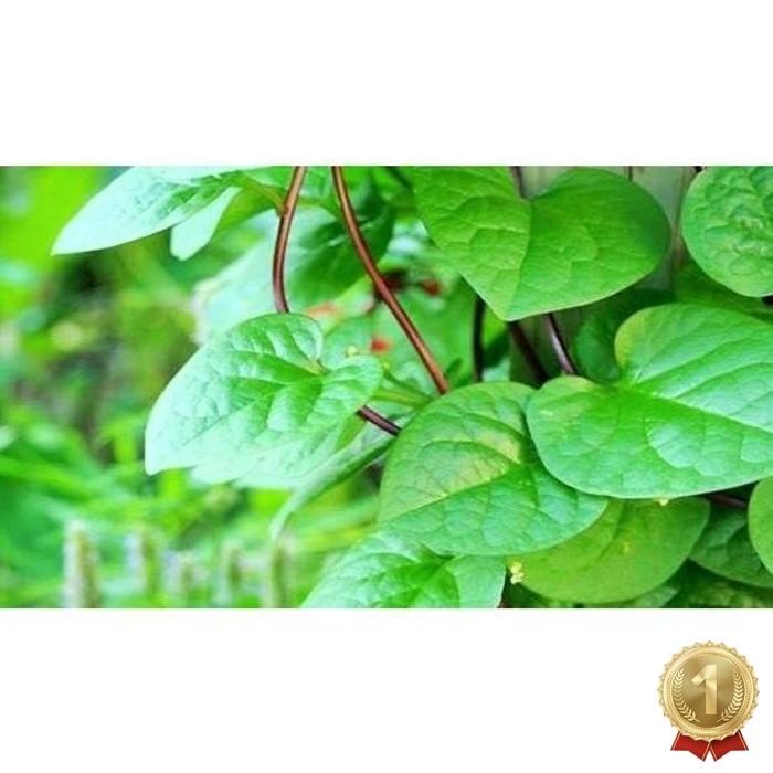 

Premium Terbaik Daun Binahong Merah Segar 200 Gram Baru Petik Pohon Gendola Daun Herbal Segar