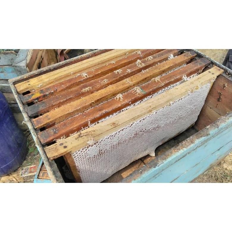 

Ori [Cod]Madu Sarang Asli 500 Gram Sarang Madu Asli Murah Grosir Honeycomb Melifera Original High Quality