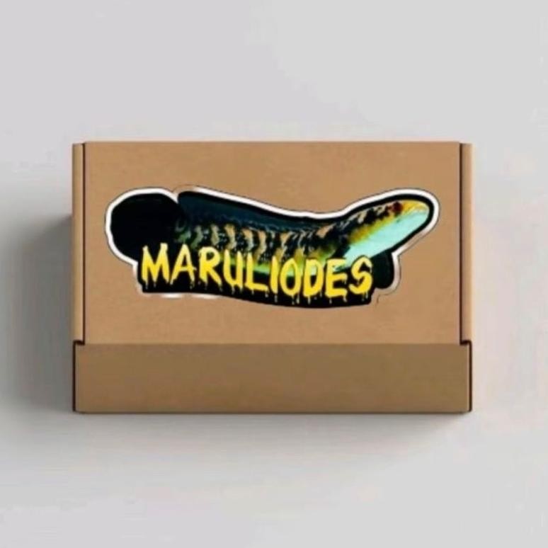 

ty-65 box isi YS 21-28cm ombyok Berkualitas