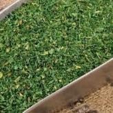 

Parsley Dry 100Gram / Daun Parsley Kering