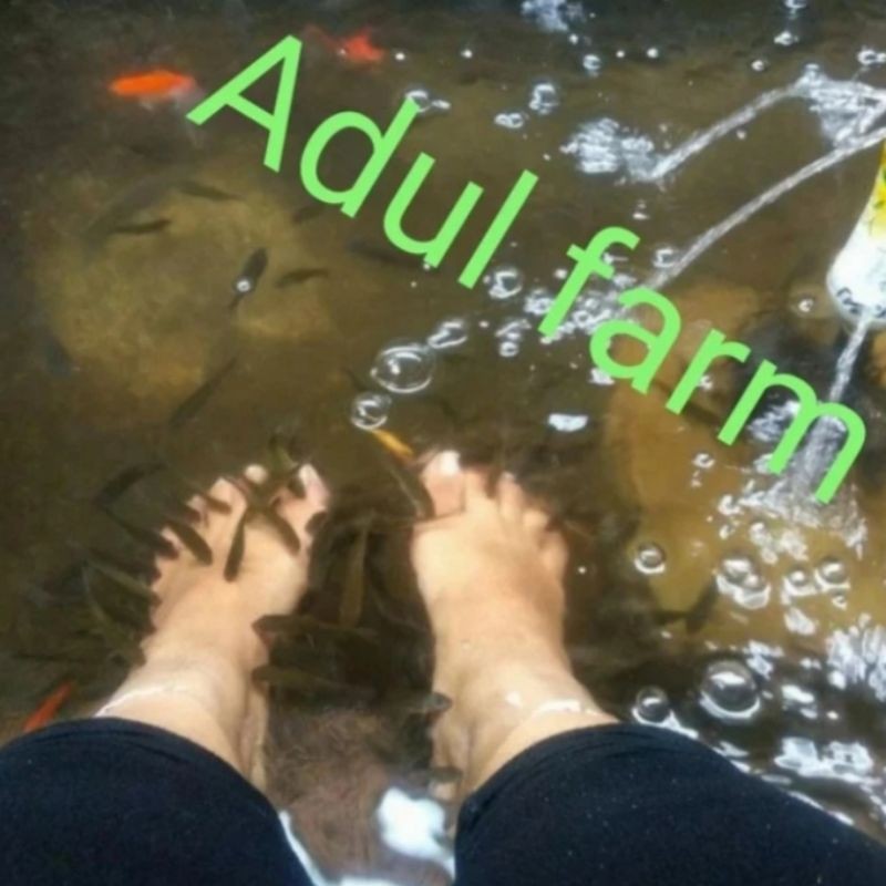 HJ Terapi Kaki Ikan Manggut 100 Ekor Hitam Aman