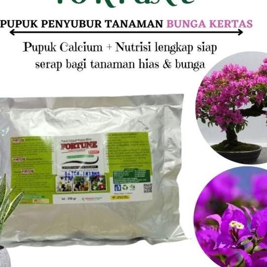Pupuk Bunga Bougenville, Pupuk Booster Bunga Terbaik Fortune, Pupuk