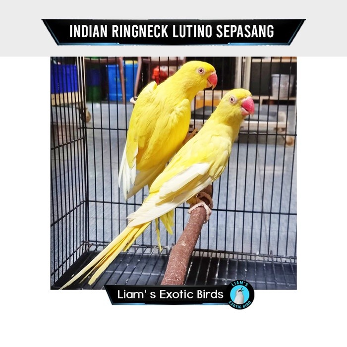 Burung Indian Ringneck Lutino Dewasa Sepasang Siap Produksi