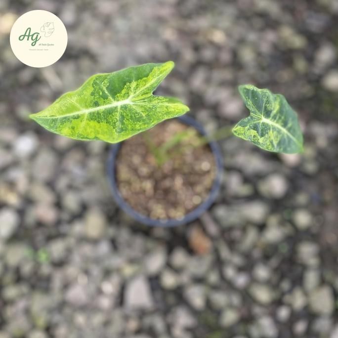 ALOCASIA FRYDEK VARIGATA AUREA 0310T