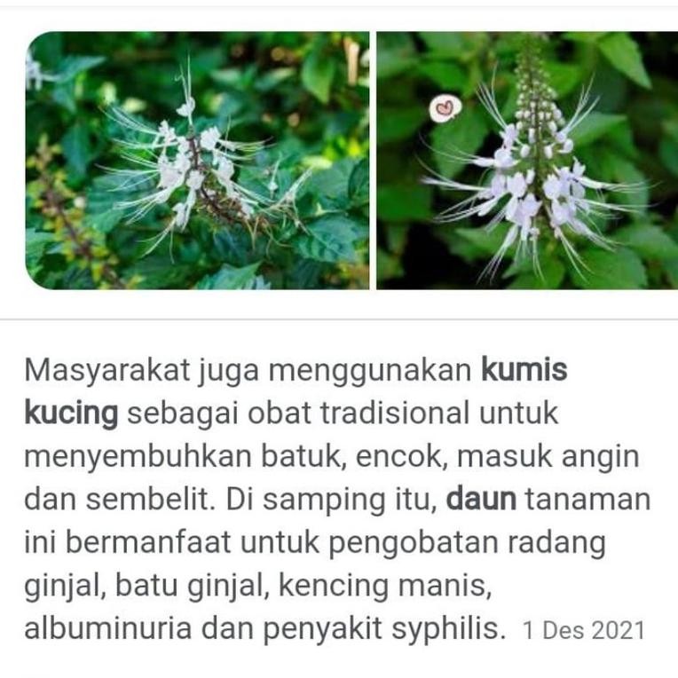 

Produk Baru Bahan Terbaik Daun Kumis Kucing Kering 100 Gr Daun Herbal Alami Jaminan Mutu