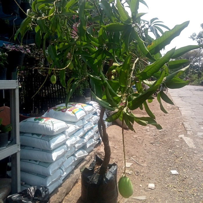 arr Bibit pohon mangga manalagi super sudah berbuah