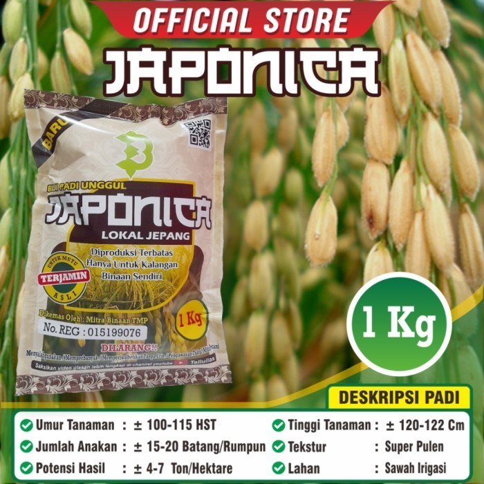 ris Biji Padi Unggul Jepang / Padi Japonica Original / Bibit Padi