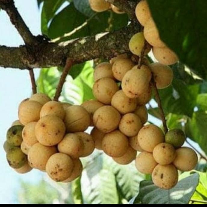 BIBIT TANAMAN BUAH LANGSAT TANPA BIJI/ BIBIT LANGSAT/ BIBIT LANGSEP MMX