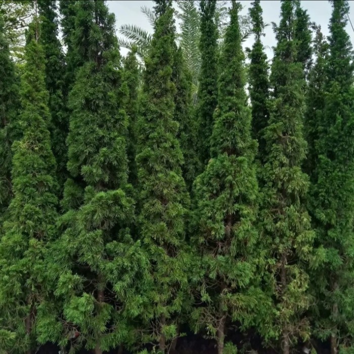 Lilin - Pohon Cemara Lilin Tinggi 3 Meter