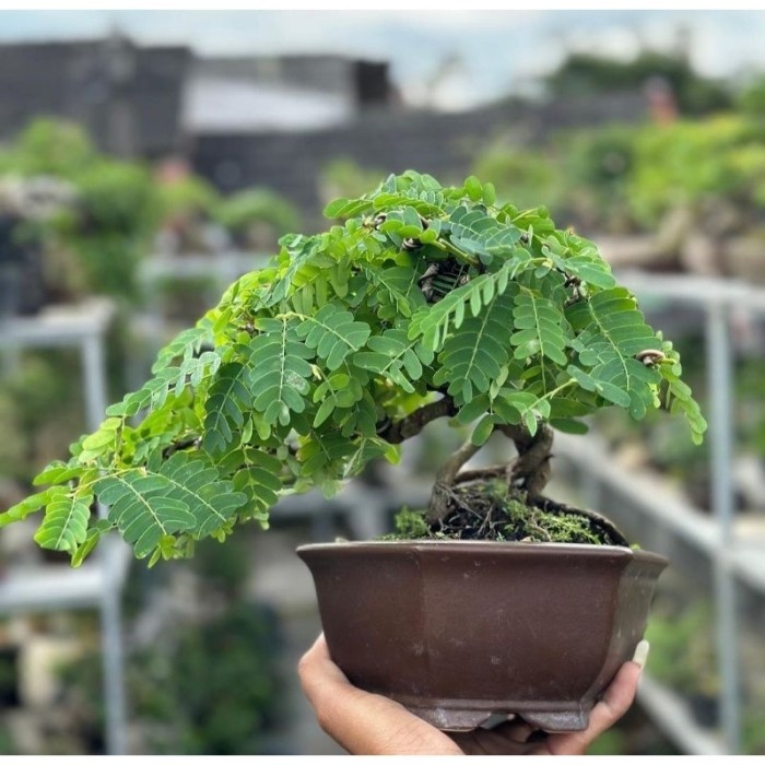 ( PACKING AMAN ) BONSAI ASEM JAWA (SIAP PAJANG)