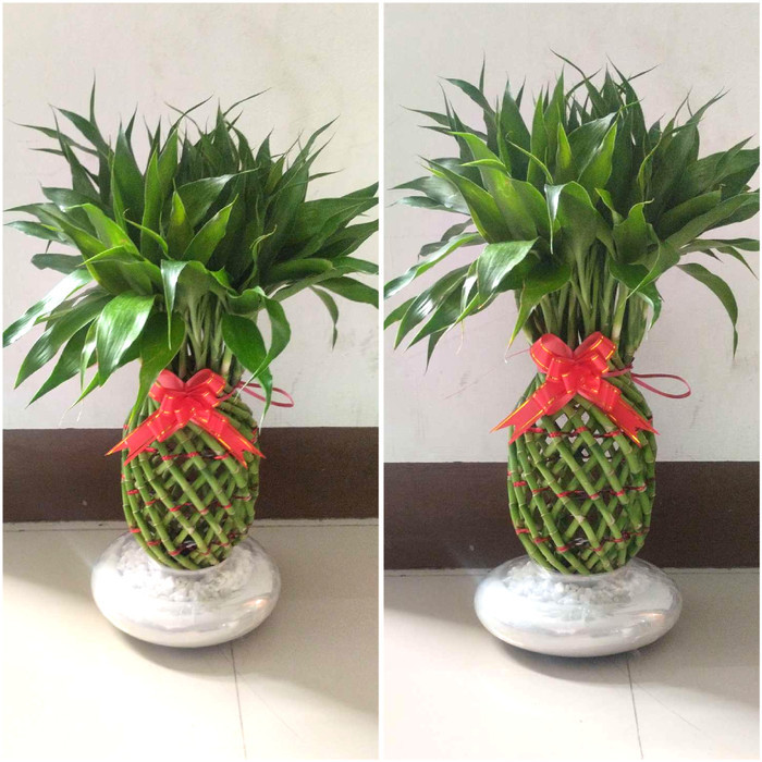 PAKET PAJANGAN/HIASAN/ BAMBU HOKI/LUCKY BAMBOO GUCI VARIGATA-BATU HIAS