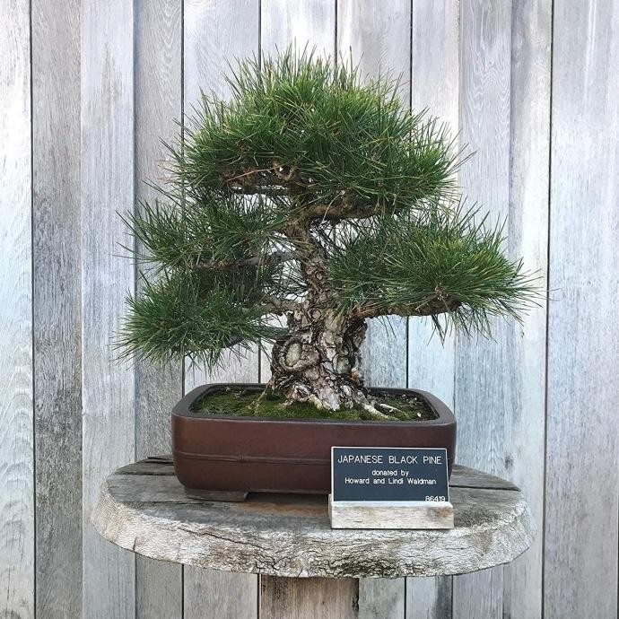 Benih Biji Pohon Japanese Black Pine Cocok Untuk Bonsai Seed