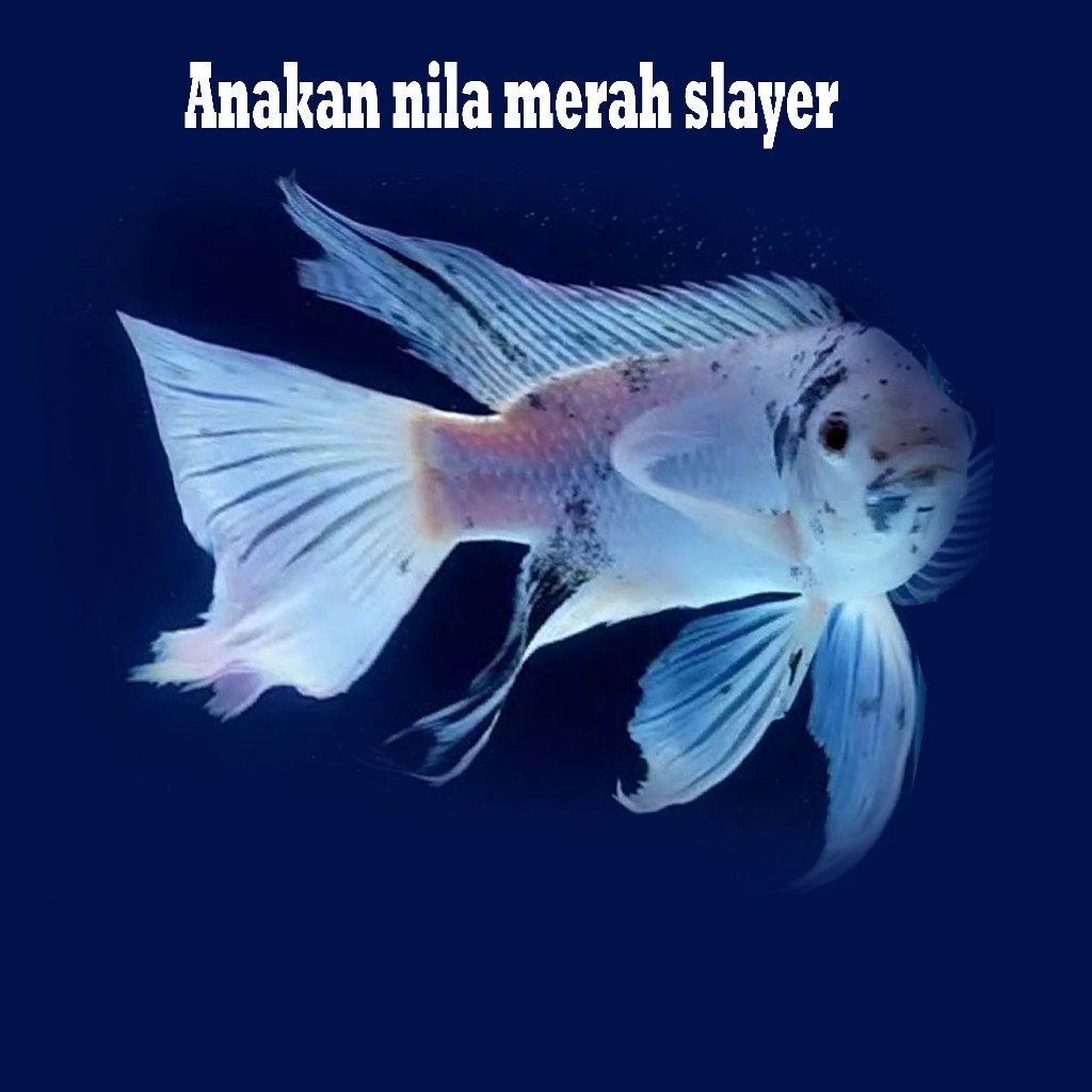 Grosir ikan nila slayer bonus pelet 10g setiap beli 20e ikan nila slayer 10C419