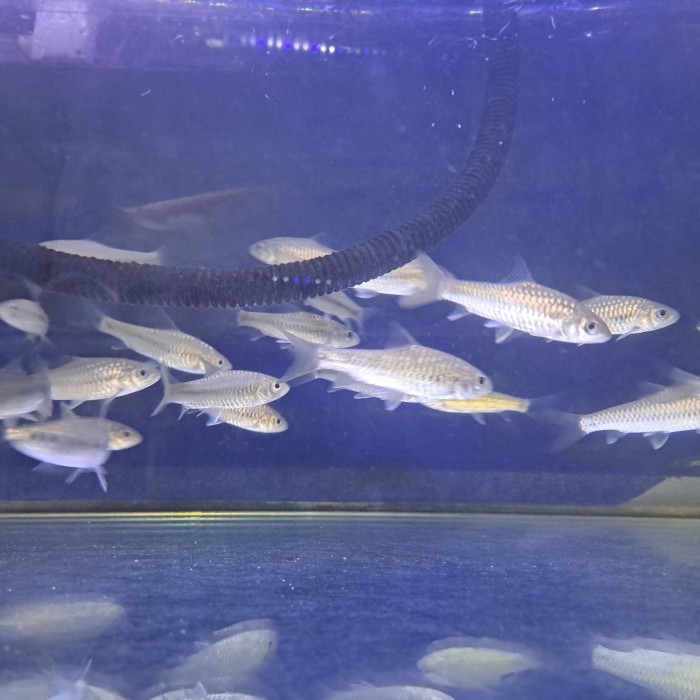 ikan Neo Heter Blue Mahseer china