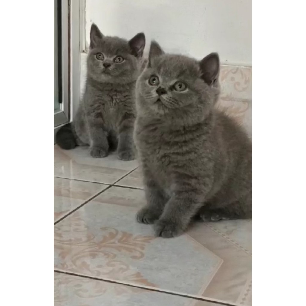 KUCING BRITISH SHORTHAIR BSH NON PED JANTAN BICOLOR BLUE