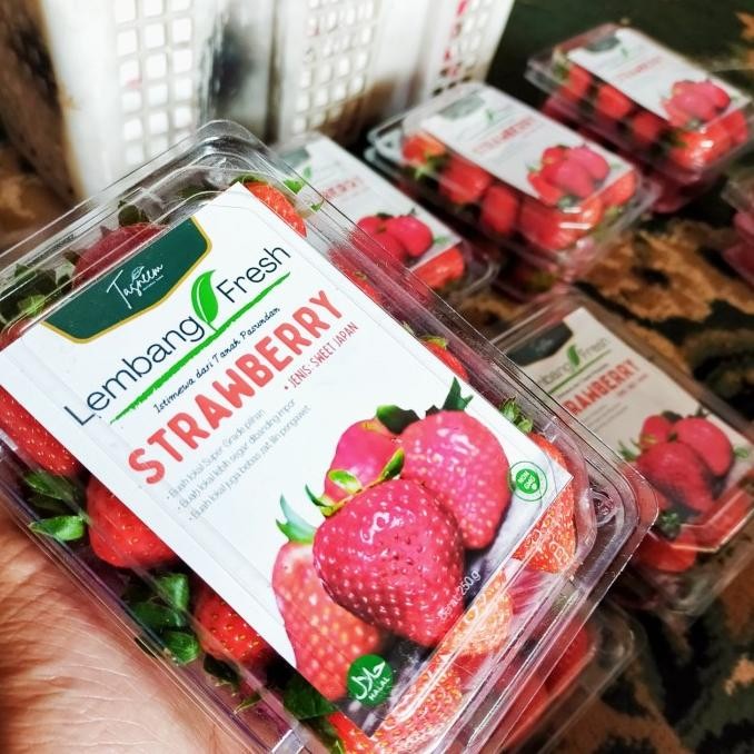 

Strberry buah Stroberi Lembang Fresh Segar Bandung bibit selai MMU