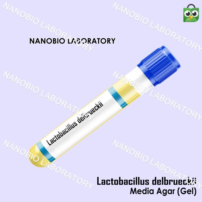 Isolat Bakteri Lactobacillus Delbrueckii | Media Gel