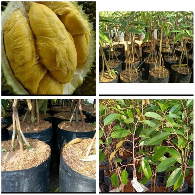 bibit durian bawor kaki 3 buah durian bawor hasil ukulasi