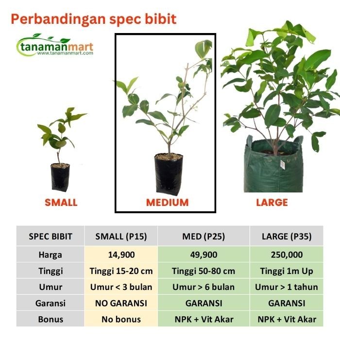 

Bibit Tanaman Buah Jambu Air Citra 100Cm Up Unggul Bergaransi New