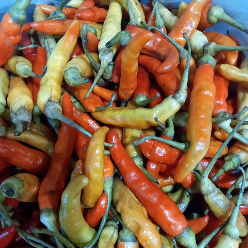 

CABE RAWIT SETAN SEGAR BERAT 100 GR