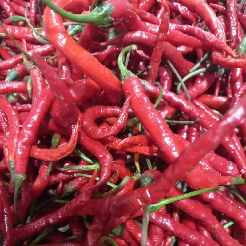 

CABE MERAH SEGAR BERAT 100 GR
