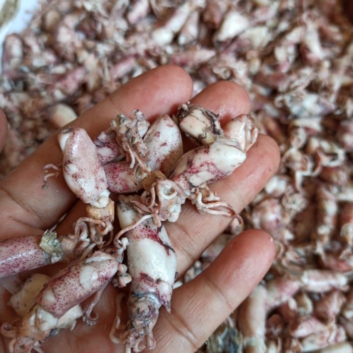 

Cumi Asin Baby Frozen 1/2 Kg