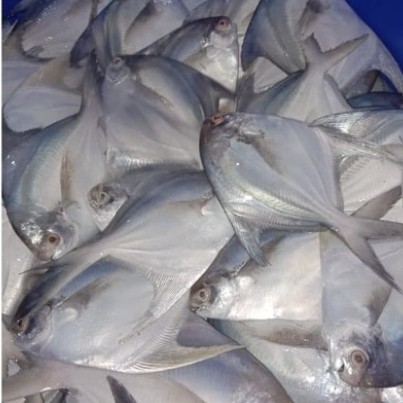 

Ikan Bawal Putih Frozen Size (150/200) Gram Per Kg Isi 6 Ekor